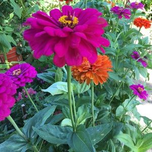 Meet your Posher, Aly